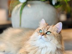 -自由生长植物工作室(深港花卉中心店)