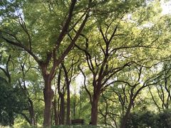-徐家汇源景区-衡山公园