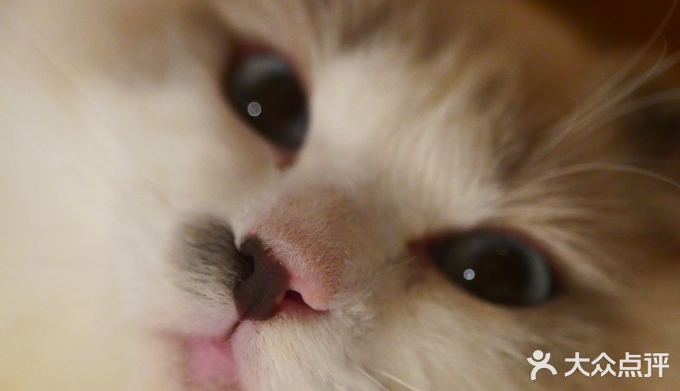 猫咖还能打桌游，这也太治愈了 