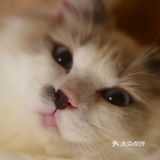 猫咖还能打桌游，这也太治愈了 