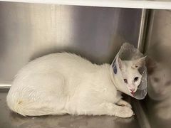 -萌兽医馆·犬猫专科·眼科中心·宠物医院(朝阳门分院)