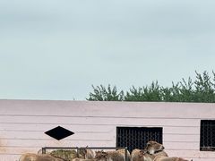 -青藏高原野生动物园