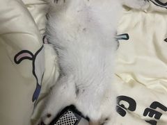 -屋虎猫馆(宝安大仟里店)