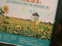 -金卉庄园