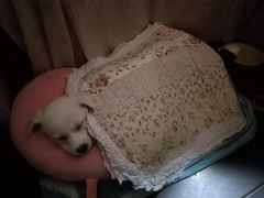 -爱宠屋pet shop·宠物洗澡·宠物美容