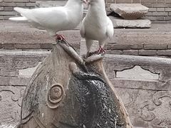 -西安大兴善寺