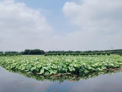 -荷塘月色湿地公园·向阳花洲