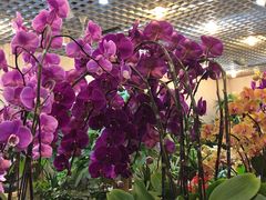 -双季花艺园艺市场(浦东店)