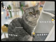 -喵园·猫主题咖啡厅·撸猫·猫咖(国贸店)