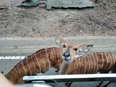 -清迈夜间动物园