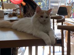 -平行世界·猫咖(首经贸店)