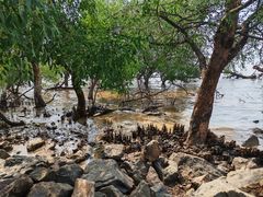 -宝安西湾红树林湿地公园