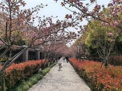 -高东镇樱花园