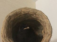 -万商花鸟市场