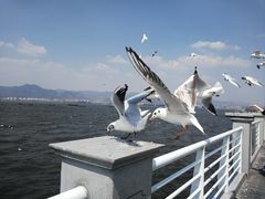 -海埂大坝