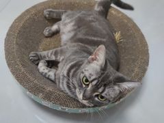 -猫大福·Fortune Cat猫舍(百子湾店)