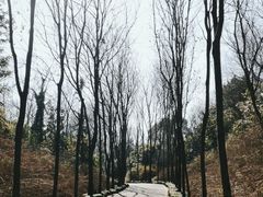 -宜兴龙背山森林公园