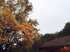 -千年银杏谷文化旅游区