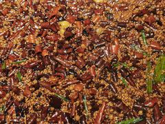 -胖子鱼·天水麻辣鱼火锅(秦州407店)