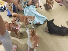 -逗柴咖啡屋·狗咖猫咖宠物桌游