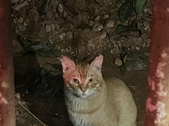 -瑞派康怡24h宠物医院·犬猫医疗中心·微创绝育(瑞景分院)