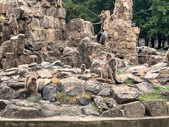 -合肥野生动物园