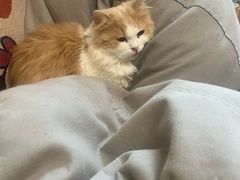 -唐小姐の私宠·宠物洗护美容·撸猫馆·购宠(周浦万达旗舰店)