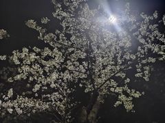 -武汉大学-樱园