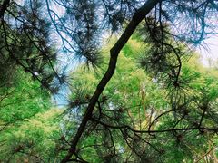 -大兴滨河森林公园