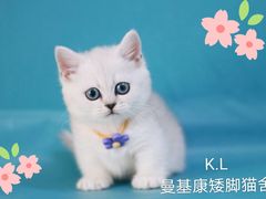 -十年猫舍·猫咪专门店(普陀店)