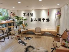 -李小姐の猫咖啡馆(五角场店)