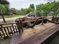 -北京野生动物园