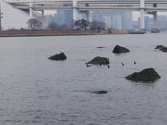 -台场海滨公园船码头