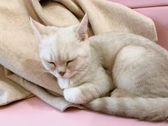 -Sweet cat·星愿猫咖(国贸大厦店)
