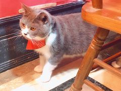 -猫色咖啡·猫咖