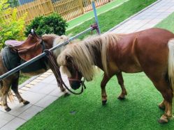 -萌宠亲子动物乐园(槐房万达店)