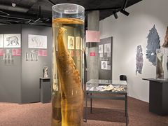 -冰岛阴茎博物馆