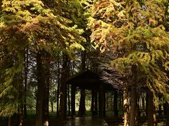 -溱湖国家湿地公园