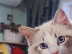 -MOYOYO猫咪咖啡店