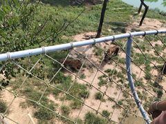 -西霞口神雕山野生动物世界