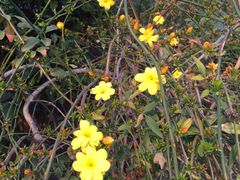 -泰州凤城河风景区-泰山公园