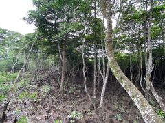 -东寨港红树林旅游区