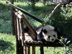-云南野生动物园