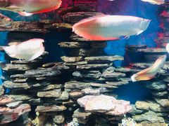 -多彩贵州城极地海洋世界