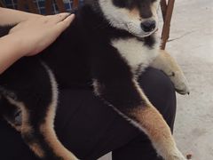 -柴犬高等学院·狗咖·柴犬售卖·宠物训练