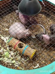 -酷嗒动物文化乐园(cutezoo西溪乐天城店)