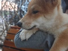 -柴犬高等学院·狗咖·柴犬售卖·宠物训练