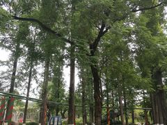 -成飞公园