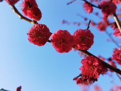 -顾村公园