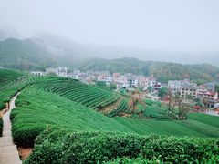 -龙坞茶村
